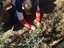 Plantar meloas na terra com o técnico da ANIME
